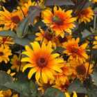 Thompson & Morgan Heliopsis Heliopsis Helianthoides Burning Hearts 1 Packet