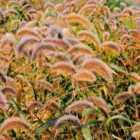 Thompson & Morgan Grasses Setaria Viridis Caramel 1 Packet