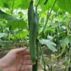 Thompson & Morgan Cucumber Vista F1 1 Packet