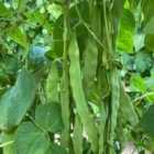 Thompson & Morgan Bean (climbing) Hacienda 1 Packet