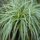 Thompson & Morgan Carex Feather Falls 9Cm Potted Plant X 1