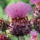 Thompson & Morgan Cynara Cardunculus 9Cm Potted Plant X 1