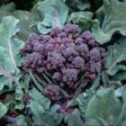 Thompson & Morgan Broccoli (stem) Tyrian F1 1 Packet