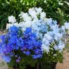 Thompson & Morgan Delphinium Grandiflorum Hunky Dory Mix F1 1 Packet