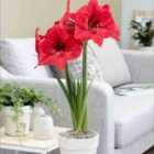 Thompson & Morgan Amaryllis Pleasure 2 Bulbs