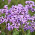 Thompson & Morgan Limonium-gmelinii (siberian Statice) 1 Packet