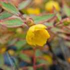 Thompson & Morgan Hypericum X Moserianum Tricolor 9Cm Potted Plant X 1