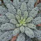 Thompson & Morgan Kale Eden F1 1 Packet