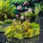 Thompson & Morgan Darmera Peltata 9Cm Potted Plant X 1