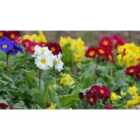 Thompson & Morgan Polyanthus Pacific Giants Mixed 1 Packet