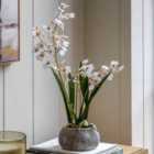 Crossland Grove Orchid White in Low Ceramic Pot 580mm