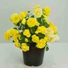 Thompson & Morgan Rosa Isn't She Wonderful 9Cm Potted Plant X 3