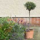 Thompson & Morgan Olea (olive) Europaea Std 18Cm Potted Plant X 2 + Grey Planter X 2