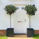 Thompson & Morgan Olea (olive) Europaea Std 80/90Cm Stem 18Cm Potted Plant X 2