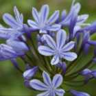 Thompson & Morgan Agapanthus Sweet Surprise 9Cm Potted Plant X 1