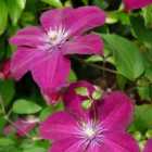 Thompson & Morgan Clematis Rouge Cardinal 7Cm Potted Plant X 3