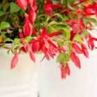 Thompson & Morgan Fuchsia (hardy Fuchsia) Chilli Red 3 Litre Potted Plant X 1