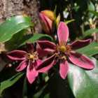 Thompson & Morgan Magnolia Figo Stellar Ruby 3 Litre Potted Plant X 1