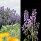 Thompson & Morgan Nepeta Magical Mr Blue Sky 9Cm Potted Plant X 1