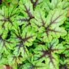 Thompson & Morgan Heucherella Tapestry 9Cm Potted Plant X 2