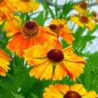 Thompson & Morgan Helenium Mardi Gras 9Cm Potted Plant X 1