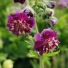 Thompson & Morgan Geranium Phaeum Joseph Green 1 Litre Potted Plant X 1