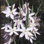 Thompson & Morgan Hesperantha Coccinea Pink Princess 9Cm Potted Plant X 2