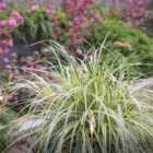 Thompson & Morgan Carex Oshimensis Feather Falls 3 Litre Potted Plant X 1