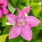Thompson & Morgan Clematis Pink Fantasy 7Cm Potted Plant X 3