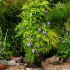 Thompson & Morgan Wisteria Amethyst Falls 9Cm Potted Plant X 1 + Tower Potted Plant