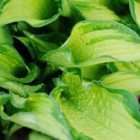 Thompson & Morgan Hosta Hybrid Great Expectations 9Cm Potted Plant X 1