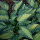 Thompson & Morgan Hosta June 9Cm Potted Plant X 1