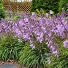 Thompson & Morgan Hosta Silly String 9Cm Potted Plant X 3