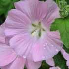 Thompson & Morgan Lavatera Marshmallow Strawberry Cream 9Cm Potted Plant X 1