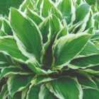 Thompson & Morgan Hosta Hybrid Wide Brim 9Cm Potted Plant X 3