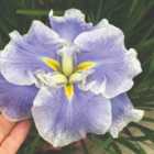 Thompson & Morgan Iris Ensata Dinner Plate Ice Cream 11Cm Potted Plant X 1