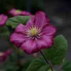 Thompson & Morgan Clematis Ville De Lyon 7Cm Potted Plant X 3