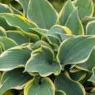 Thompson & Morgan Hosta First Frost 9Cm Potted Plant X 2