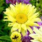 Thompson & Morgan Leucanthemum X Superbum Goldfinch 9Cm Potted Plant X 2