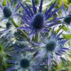 Thompson & Morgan Eryngium X Zabelii Big Blue 9Cm Potted Plant X 3