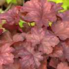 Thompson & Morgan Heuchera Fire Chief 9Cm Potted Plant X 1