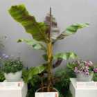 Thompson & Morgan Musa Sikkimensis Ever Red 15Cm Potted Plant X 1