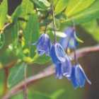 Thompson & Morgan Sollya Heterophylla 9Cm Potted Plant X 3