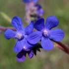 Thompson & Morgan Anchusa Azurea Dropmore 9Cm Potted Plant X 2