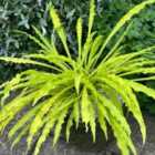 Thompson & Morgan Hosta Party Streamers 9Cm Potted Plant X 1