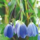 Thompson & Morgan Sollya Heterophylla 9Cm Potted Plant X 1