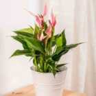 Thompson & Morgan Anthurium Lilli 9Cm Potted Plant X 1