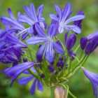 Thompson & Morgan Agapanthus African Skies 9Cm Potted Plant X 3