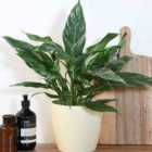 Thompson & Morgan Spathiphyllum Diamond 12Cm Potted Plant X 1