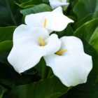 Thompson & Morgan Zantedeschia Aethiopica 1 Bulb